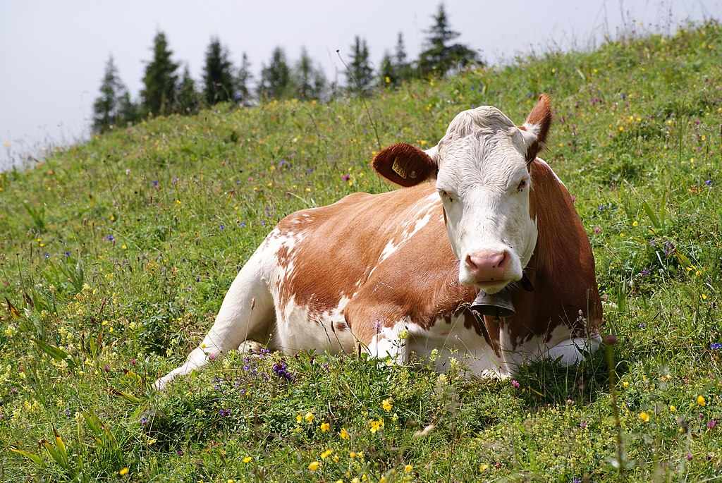 A Fleckvieh breed of cow, lying on a hillside