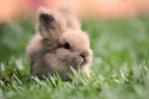 A cute, little, brown, fluffy bunny